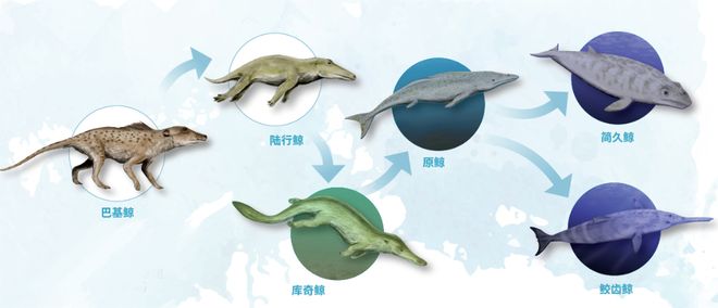 鲸为什么能长这么大?...