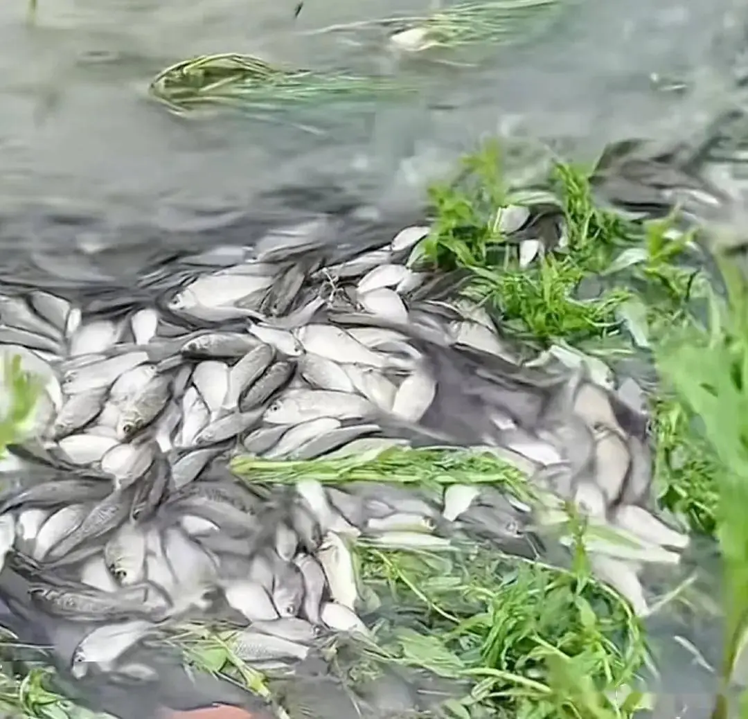 本地“元服务”泛滥的原因与法律风险深度解析