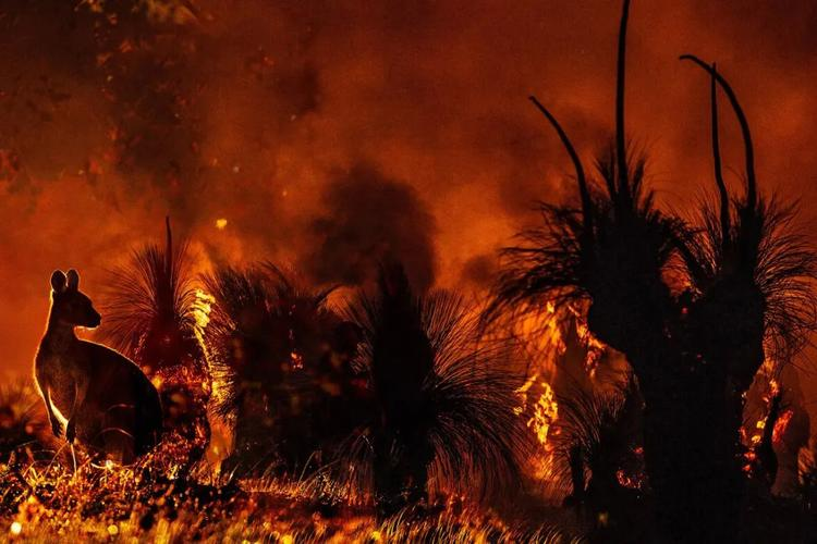 澳洲火灾持续肆虐原因 5亿动物死亡影响