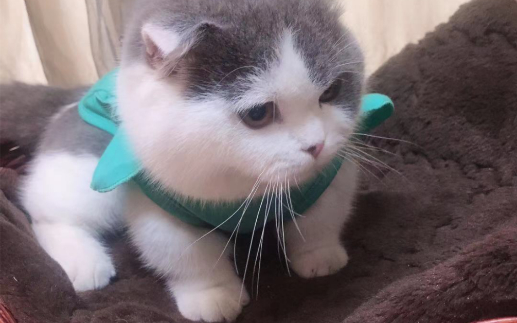 吃一颗鲜美鱼丸的的秘诀是什么?...