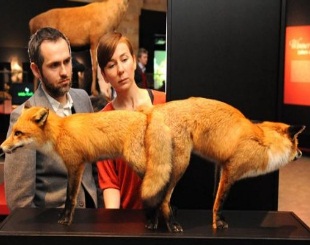 “人与动物胚胎实验”在日本获得批准,创新还是人类毁...