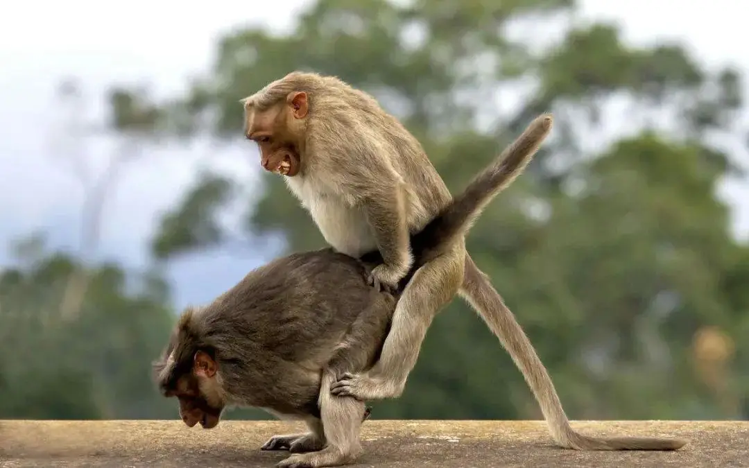 动物交配季节差异 人类365天可发情原因