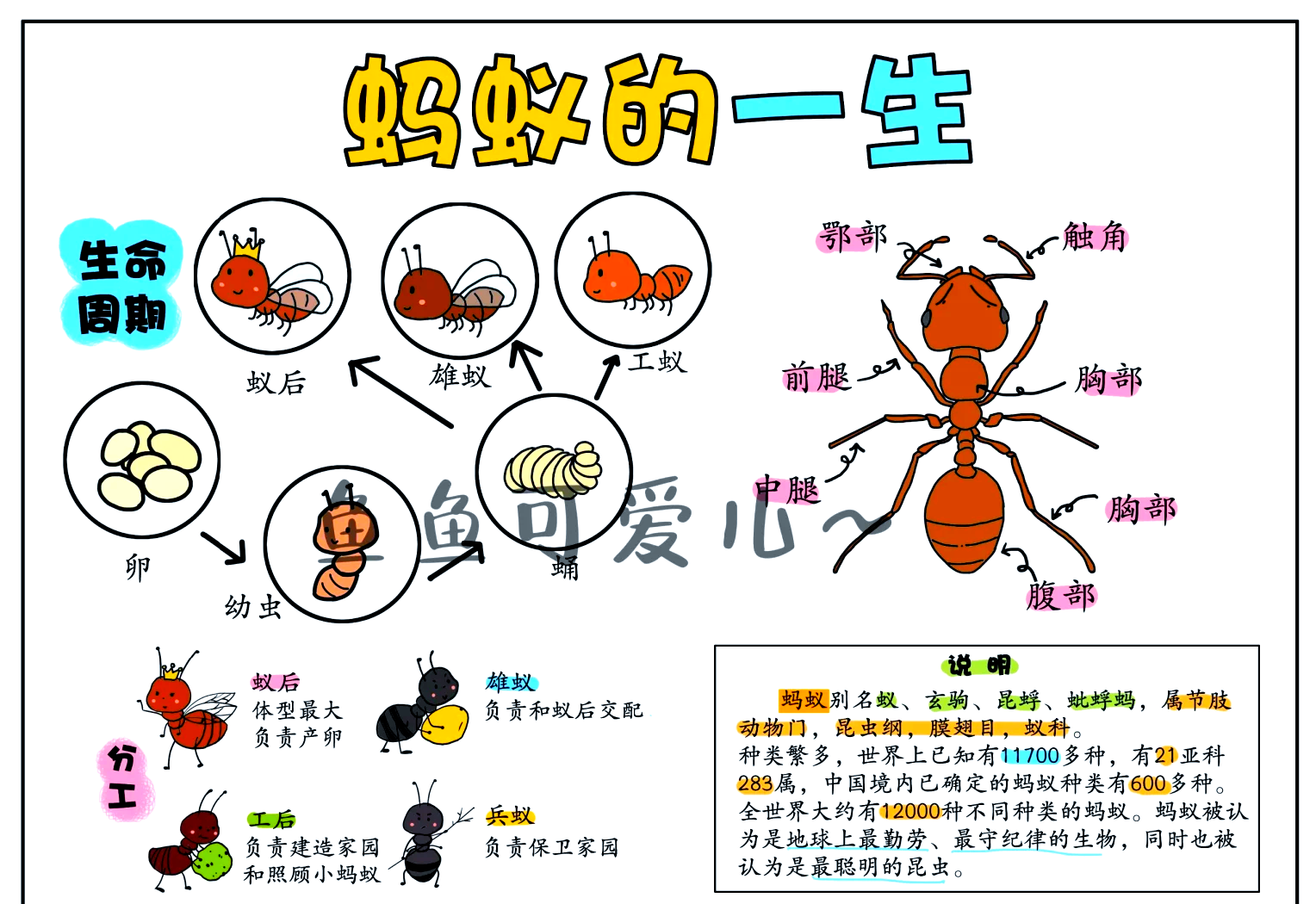 蚂蚁是二维生物吗 蚂蚁真实的空间感知能力
