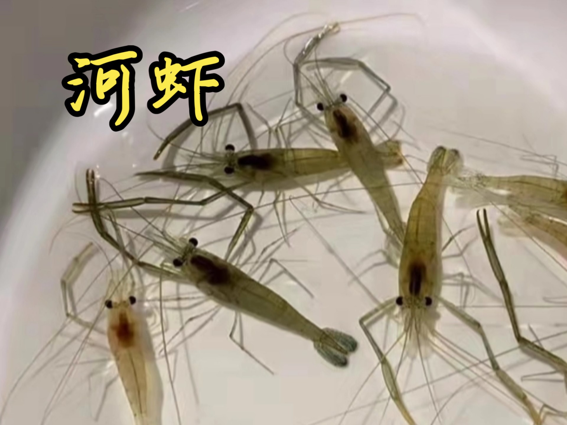 河虾的记忆为什么都是那么鲜美?...